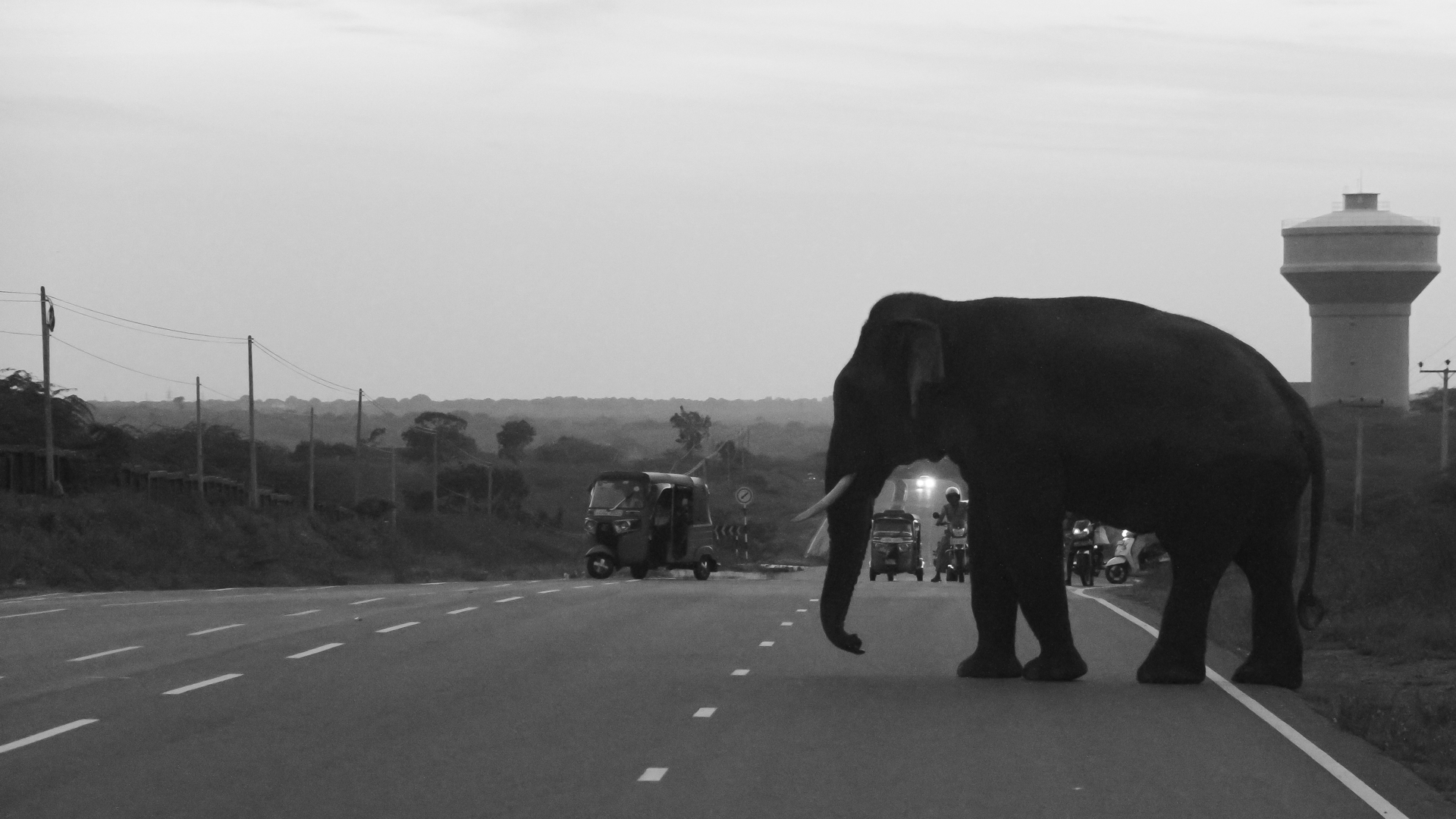 Wildlife warning road sign in Sri Lanka